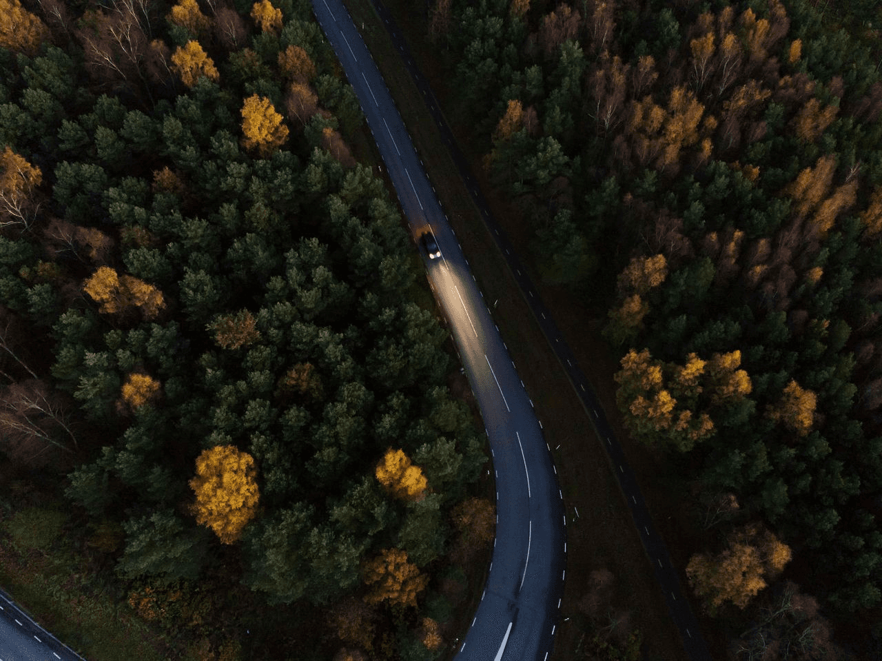 Image of a forest