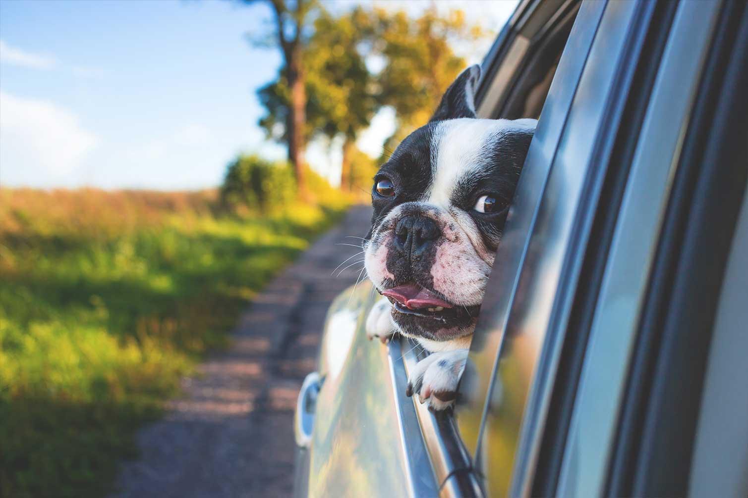 Djursäkerhet i bilen